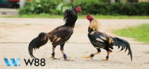 Tìm Hiểu Lợi Ích Khi Chơi Đá Gà Cựa Sắt Tại W88