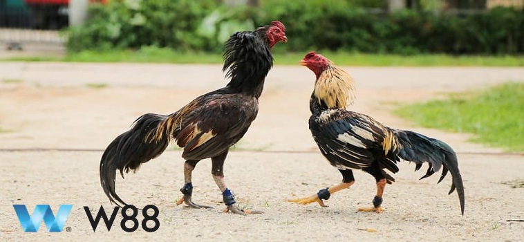 Tìm Hiểu Lợi Ích Khi Chơi Đá Gà Cựa Sắt Tại W88 2 Tìm Hiểu Lợi Ích Khi Chơi Đá Gà Cựa Sắt Tại W88